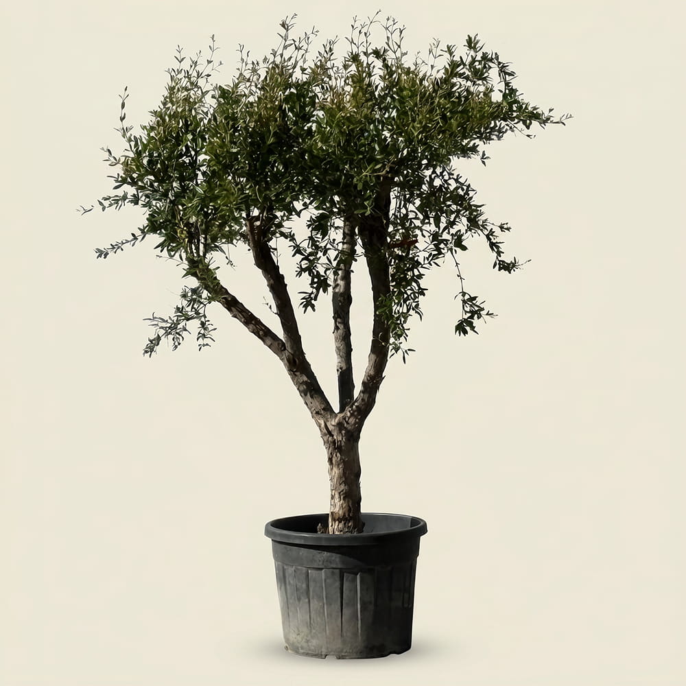 Granaatappelboom - 170 cm