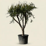 Granaatappelboom - 170 cm