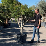 Granaatappelboom - 170 cm