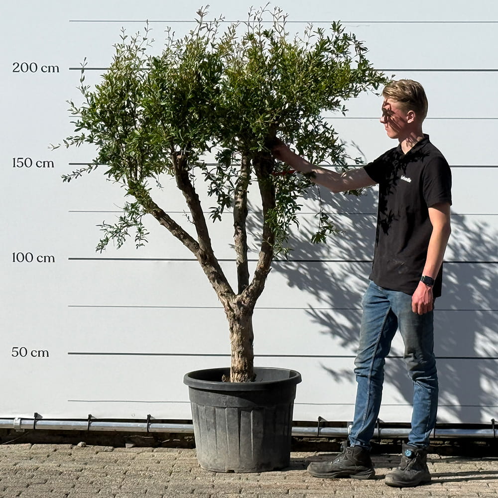 Granaatappelboom - 170 cm