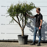 Granaatappelboom - 170 cm