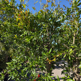 Granaatappelboom - 170 cm