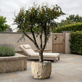 Granaatappelboom - 170 cm