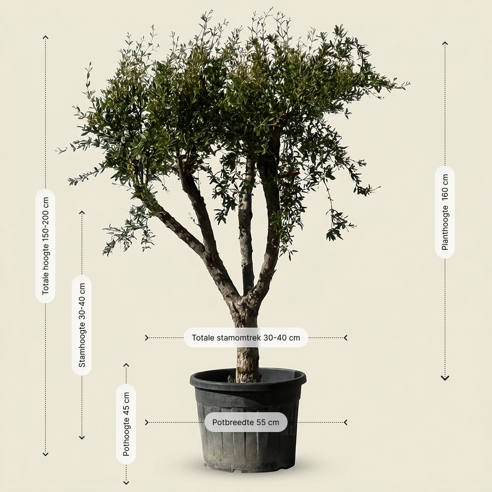 Granaatappelboom - 170 cm