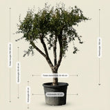 Granaatappelboom - 170 cm