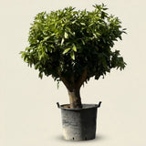 Sinaasappelboom - 190 cm