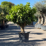 Sinaasappelboom - 190 cm