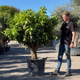 Sinaasappelboom - 190 cm
