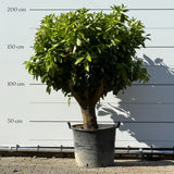 Sinaasappelboom - 190 cm