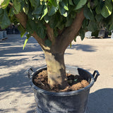 Sinaasappelboom - 190 cm