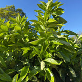 Sinaasappelboom - 190 cm