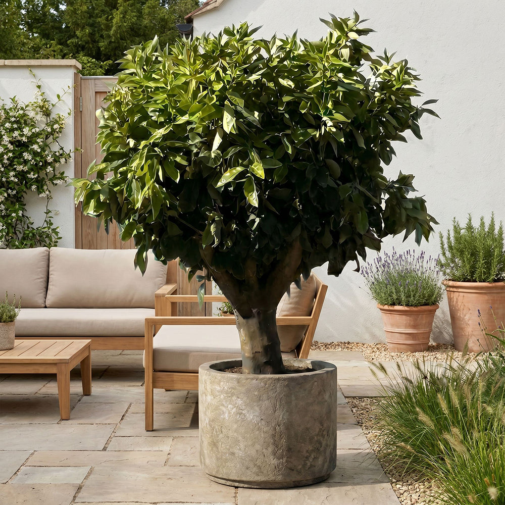 Sinaasappelboom - 190 cm