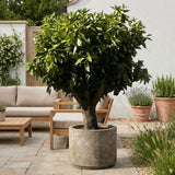 Sinaasappelboom - 190 cm