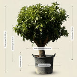 Sinaasappelboom - 190 cm
