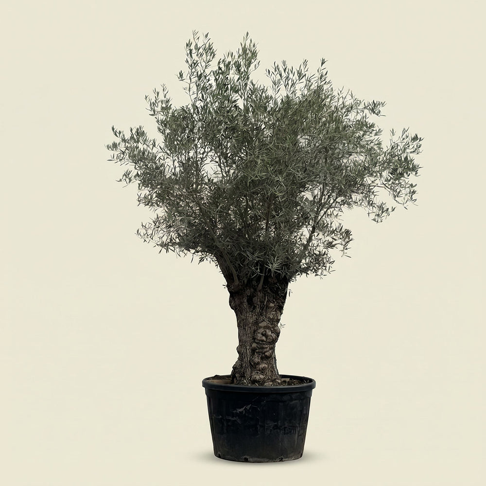 Olijfboom bonsai - 250 cm