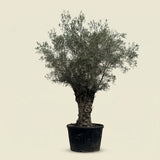 Olijfboom bonsai - 250 cm