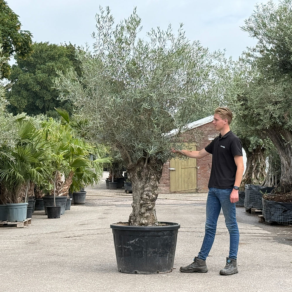 Olijfboom bonsai - 250 cm