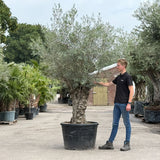 Olijfboom bonsai - 250 cm