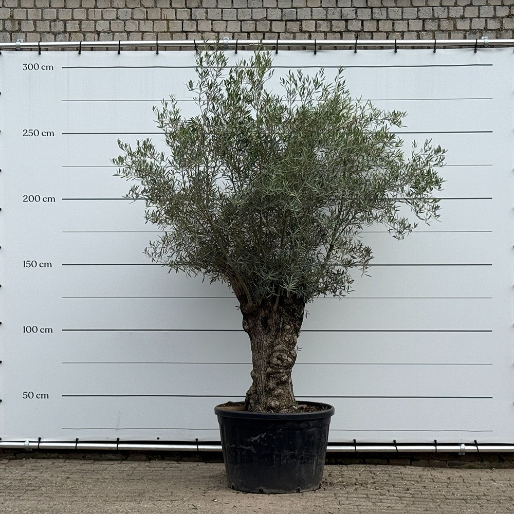 Olijfboom bonsai - 250 cm