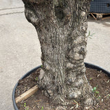 Olijfboom bonsai - 250 cm