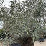Olijfboom bonsai - 250 cm