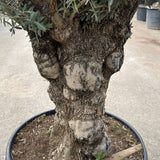 Olijfboom bonsai - 250 cm