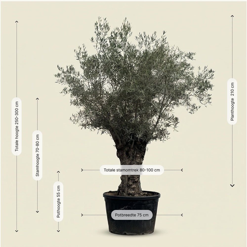 Olijfboom bonsai - 250 cm