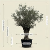 Olijfboom bonsai - 250 cm