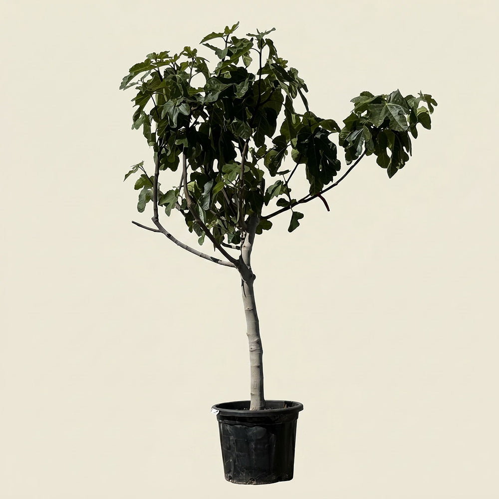 Vijgenboom hoogstam - 190 cm