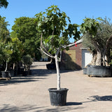 Vijgenboom hoogstam - 190 cm