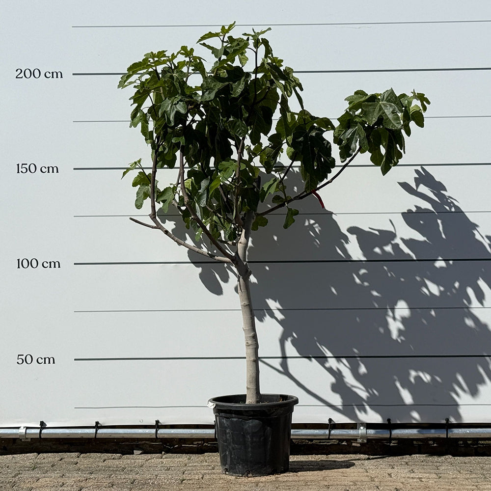 Vijgenboom hoogstam - 190 cm