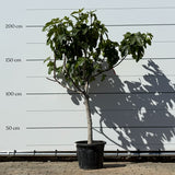 Vijgenboom hoogstam - 190 cm
