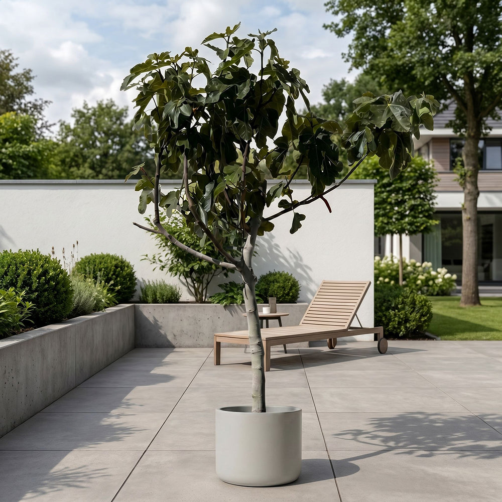 Vijgenboom hoogstam - 190 cm