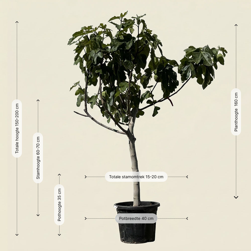 Vijgenboom hoogstam - 190 cm