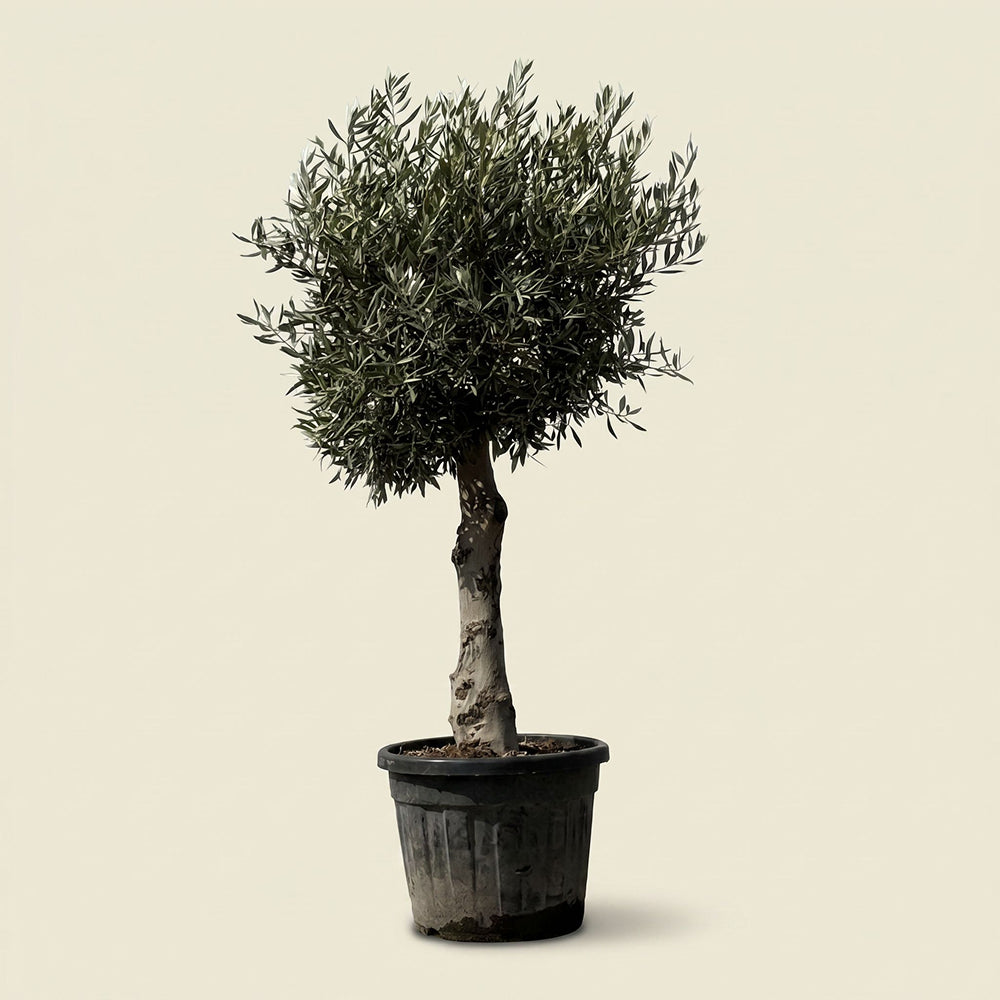 Olijfboom bolvorm met grillige stam - 180 cm