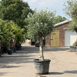 Olijfboom bolvorm met grillige stam - 180 cm