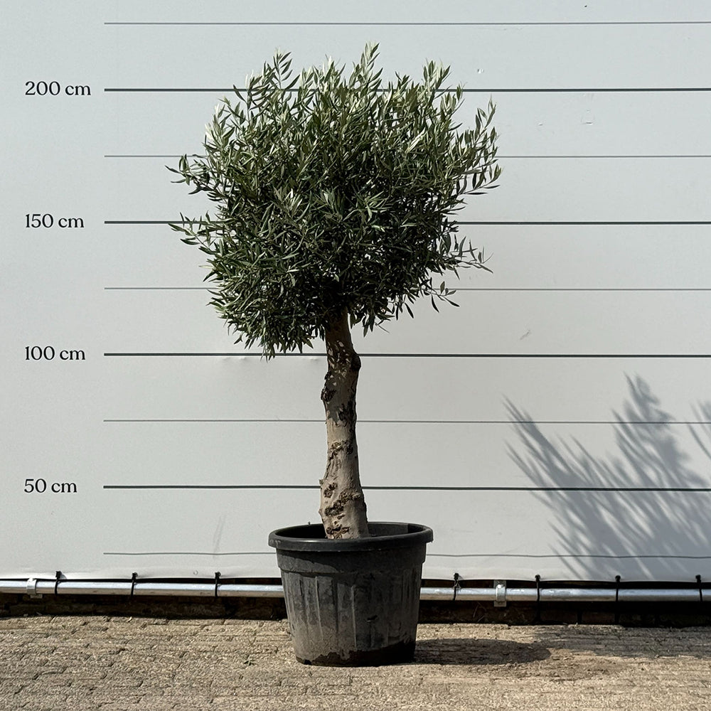 Olijfboom bolvorm met grillige stam - 180 cm