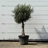 Olijfboom bolvorm met grillige stam - 180 cm