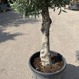 Olijfboom bolvorm met grillige stam - 180 cm