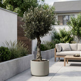 Olijfboom bolvorm met grillige stam - 180 cm