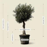 Olijfboom bolvorm met grillige stam - 180 cm