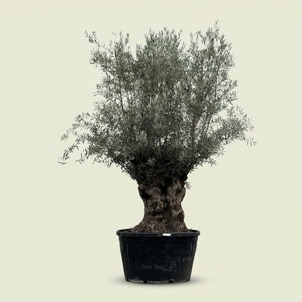 Olijfboom bonsai - 280 cm