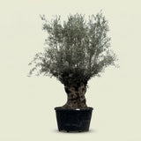 Olijfboom bonsai - 280 cm