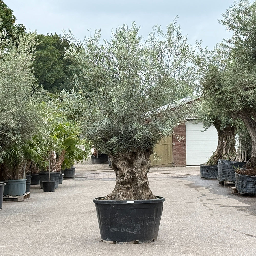 Olijfboom bonsai - 280 cm