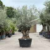 Olijfboom bonsai - 280 cm
