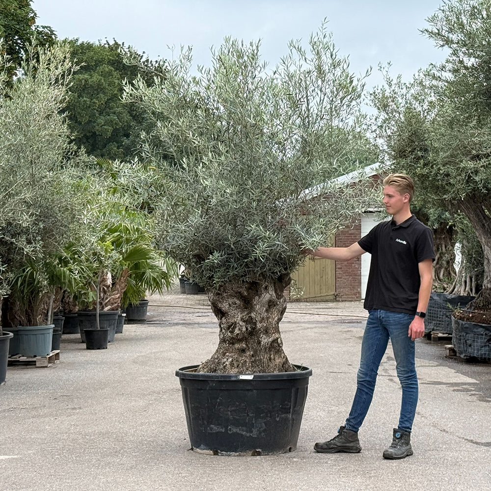 Olijfboom bonsai - 280 cm