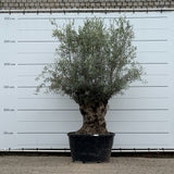 Olijfboom bonsai - 280 cm