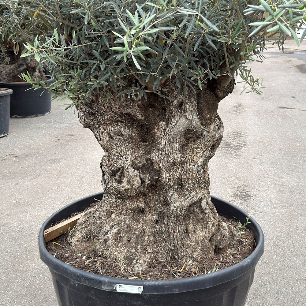 Olijfboom bonsai - 280 cm