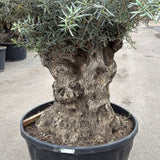 Olijfboom bonsai - 280 cm