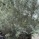 Olijfboom bonsai - 280 cm
